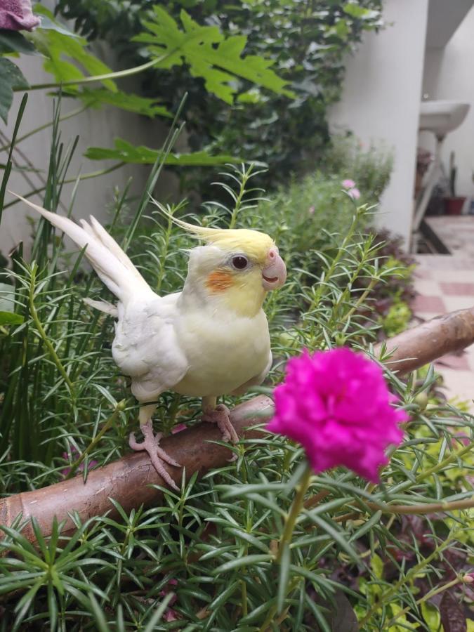 Paarijaat Homestay & Guesthouse Ayodhya Exterior foto